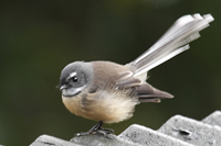 Rhipidura fuliginosa